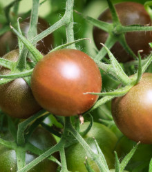 BIO Rajče černé Cherry - Lycopersicon esculentum - bio semena rajčete - 6 ks