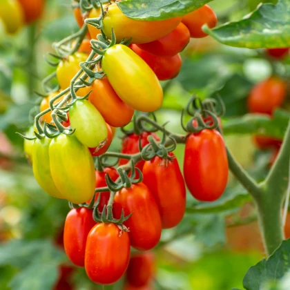Rajče Eduardo F1 - Solanum lycopersicum - semena rajčete - 6 ks