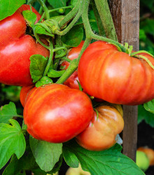 Bio Rajče Brandywine červené - Solanum lycopersicum - bio semena rajčat - 7 ks