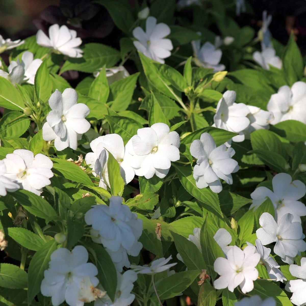 Netýkavka bílá Campos F1 - Impatiens walleriana - semena netýkavky - 20 ks