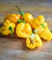Chilli Big Sun Habanero - Capsicum chinense - semena chilli - 6 ks