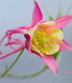 Orlíček velkokvětý Coral - Aquilegia caerulea - semena orlíčku - 100 ks