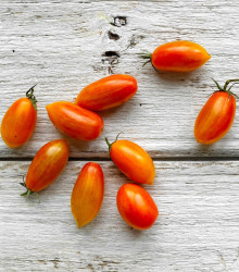 Bio Rajče Blush - Solanum lycopersicum - bio semena rajčat - 6 ks