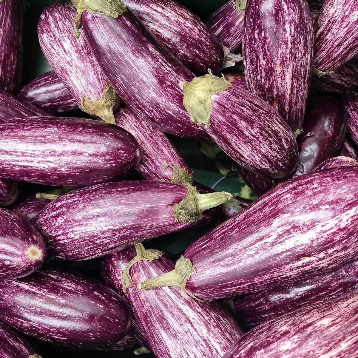 Lilek Jewel Marble - Solanum melongena - semena lilku - 10 ks
