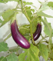 Lilek Jewel Jet - Solanum melongena - semena lilku - 10 ks