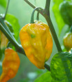Chilli žluté Fatalii - Capsicum chinense - semena chilli - 6 ks
