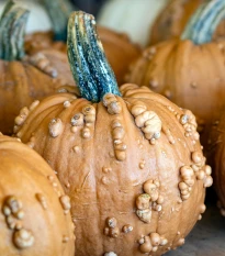 Dýně okrasná Grizzly Bear F1 PMT - Cucurbita pepo - semena dýně - 7 ks