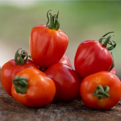 Rajče Jahodo - Solanum lycopersicum - semena rajčete - 25 ks
