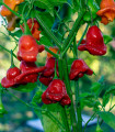 Chilli Bishops Crown - Capsicum baccatum - semena chilli - 6 ks