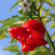 Chilli Bishops Crown - Capsicum baccatum - semena chilli - 6 ks