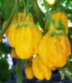 Chilli 7 Pot Bubblegum Yellow - Capsicum chinense - semena chilli - 7 ks