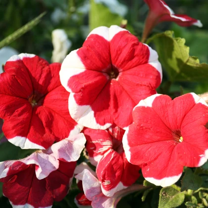 Petúnie Musica Red Frost F1 - Petunia x grandiflora - semena petúnie - 30 ks