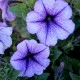 Petúnie Musica Blue Vein F1 - Petunia x grandiflora - semena petúnie - 30 ks