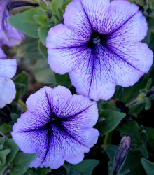 Petúnie Musica Blue Vein F1 - Petunia x grandiflora - semena petúnie - 30 ks