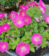 Petúnie Musica Pink Morn F1 - Petunia x grandiflora - semena petúnie - 30 ks