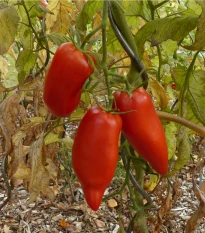 BIO Rajče Andine Cornue - Solanum lycopersicum - bio semena rajčete - 8 ks