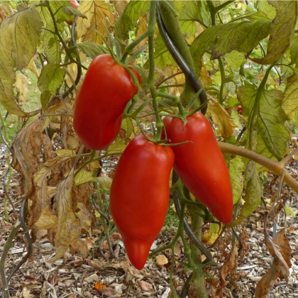 BIO Rajče Andine Cornue - Solanum lycopersicum - bio semena rajčete - 8 ks