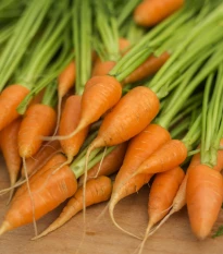 BIO Mrkev Chantenay - Daucus carota - bio semena mrkve - 350 ks