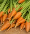BIO Mrkev Chantenay - Daucus carota - bio semena mrkve - 350 ks