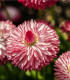 Sedmikráska Roggli růžová - Bellis perennis - semena sedmikrásky - 50 ks