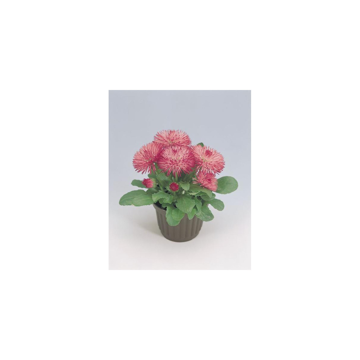 Sedmikráska Roggli růžová - Bellis perennis - semena sedmikrásky - 50 ks