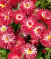 Sedmikráska červená Roggli - Bellis perennis - semena sedmikrásky - 50 ks