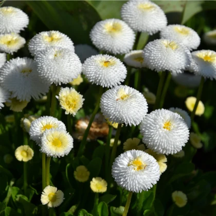 Sedmikráska bílá Roggli - Bellis perennis - semena sedmikrásky - 50 ks