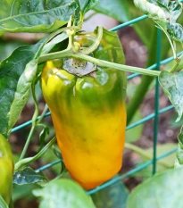 BIO Chilli Marseillais - Capsicum annuum - bio semena chilli - 7 ks