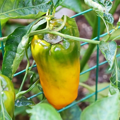 BIO Chilli Marseillais - Capsicum annuum - bio semena chilli - 7 ks