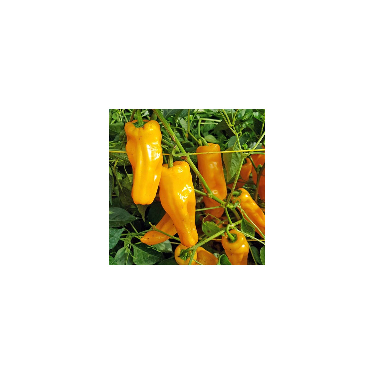 BIO Chilli Marseillais - Capsicum annuum - bio semena chilli - 7 ks