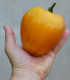 Rajče Oxheart Orange - Solanum lycopersicum - semena rajčete - 10 ks
