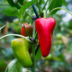 BIO Chilli Salsa - Capsicum annuum - bio semena chilli - 7 ks