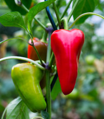 BIO Chilli Salsa - Capsicum annuum - bio semena chilli - 7 ks