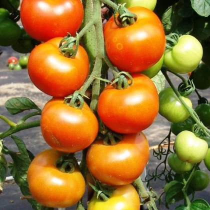 Rajče Orkado F1 - Solanum lycopersicum - semena rajčete - 0,1 g