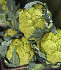 Květák Susana F1 - Brassica oleracea var botrytis - semena květáku - 20 ks