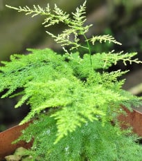 Chřest hustokvětý - Asparagus plumosus - semena chřestu - 15 ks