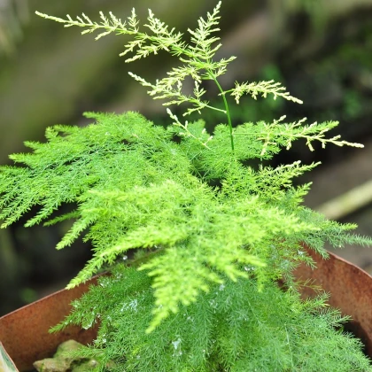 Chřest hustokvětý - Asparagus plumosus - semena chřestu - 15 ks