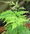 Chřest hustokvětý - Asparagus plumosus - semena chřestu - 15 ks