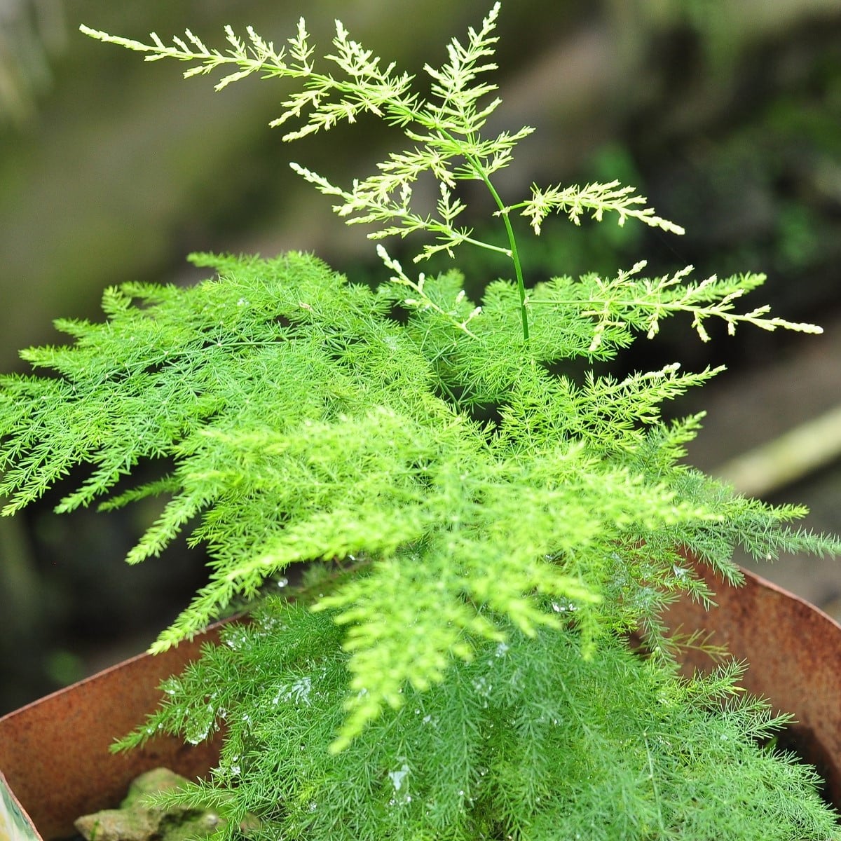 Chřest hustokvětý - Asparagus plumosus - semena chřestu - 15 ks