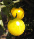 Rajče žluté Cerise - Solanum lycopersicum - semena rajčete - 10 ks
