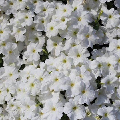 Petúnie Cascata White F1 - Petunia x atkinsiana - semena petúnie - 10 ks