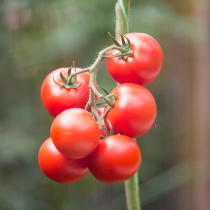 Rajče Gardeners Delight - Solanum lycopersicum - semena rajčete - 10 ks