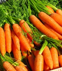 BIO Mrkev Laguna F1 - Daucus carota - bio semena mrkve - 200 ks