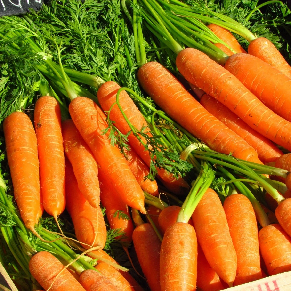 BIO Mrkev Laguna F1 - Daucus carota - bio semena mrkve - 200 ks