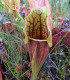 Špirlice nachová extra velká - Sarracenia purpurea - semena špirlice - 12 ks