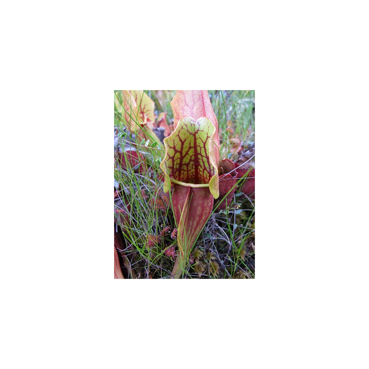 Špirlice nachová extra velká - Sarracenia purpurea - semena špirlice - 12 ks