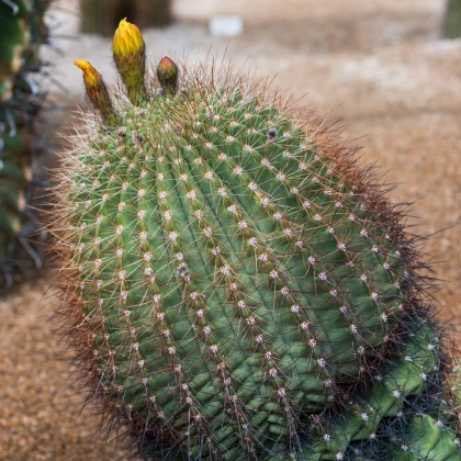 Ferokaktus - Ferokaktus alamosanus - semena kaktusu - 10 ks