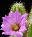 Kaktus - Echinocereus viereckii var. viereckii - semena kaktusu - 8 ks