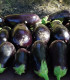 BIO Lilek Meronda - Solanum melongena - bio semena lilku - 15 ks