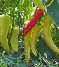 BIO Paprika Sweet Banana - Capsicum annuum - bio semena papriky - 8 ks